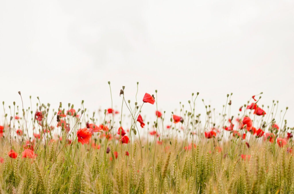 A field of tall, golden grasses mixed with blooming red poppies stands against an overcast sky, creating a serene and peaceful landscape.