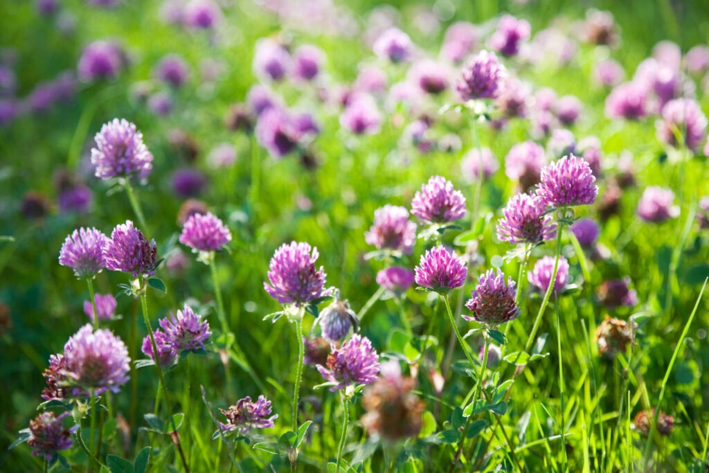 A field with vibrant pink clover flowers in full bloom, bathed in sunlight, showcasing lush greenery in the background.