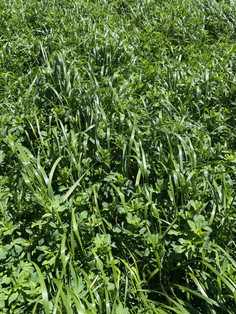 A field of dense, green grass and foliage under bright sunlight, showing various shades of green and lush vegetation. No buildings or landmarks visible.