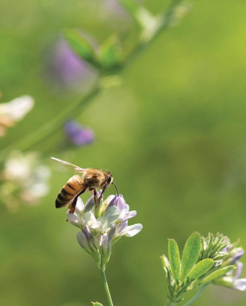 A bee busily collects nectar from a purple and white flower, set against a lush green, out-of-focus background.