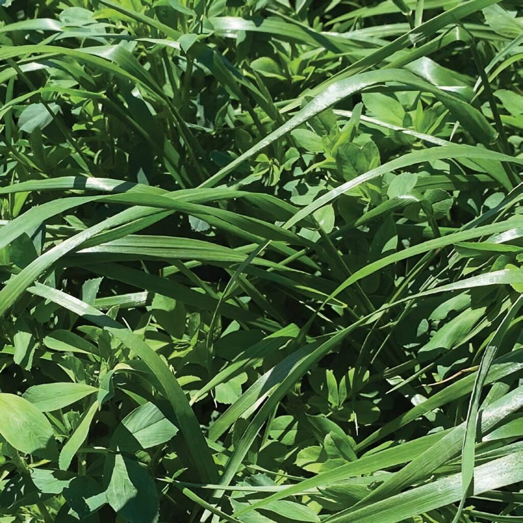 Close-up of long, lush green grass and foliage. No people, landmarks, or historical buildings are visible in this natural setting.