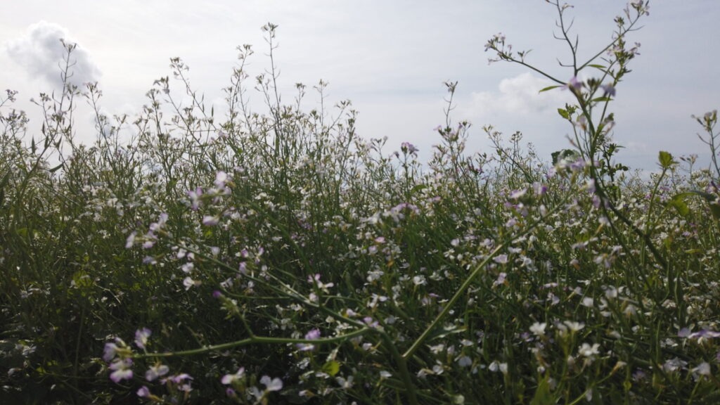 A field of tall, delicate wildflowers with white and purple blooms, set against a cloudy sky on a peaceful, sunny day.