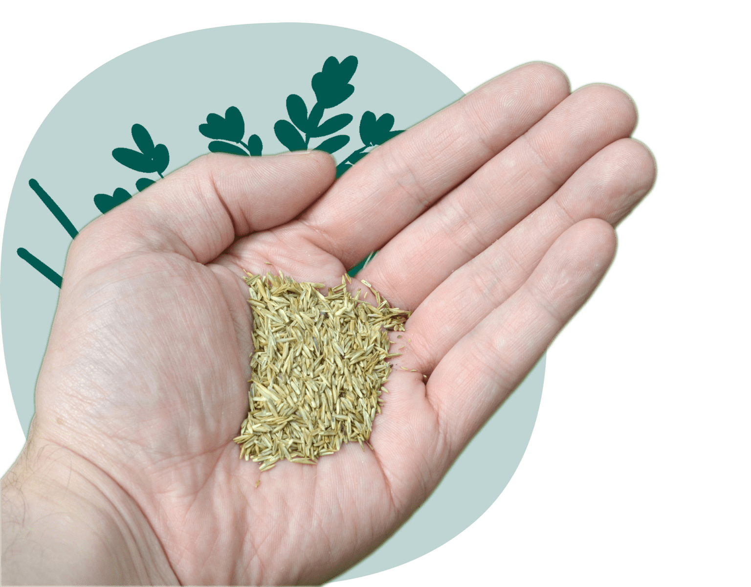 Quality Seeds | Canada’s Most Trusted Grass Seed Supplier