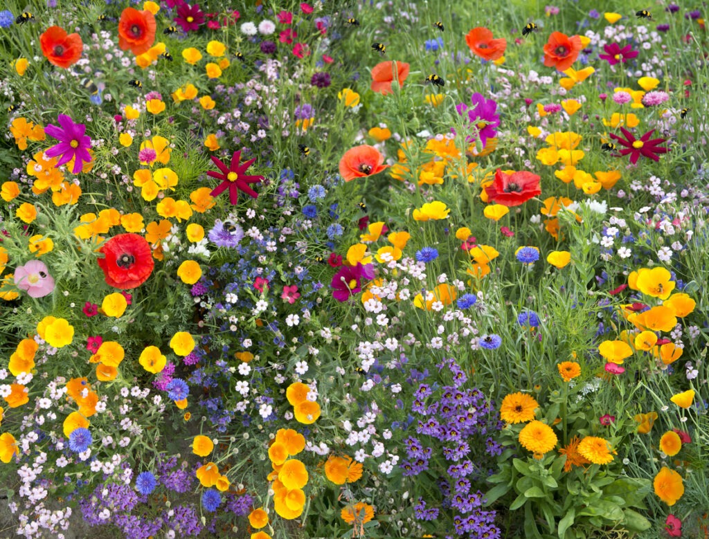 A vibrant field of colorful wildflowers, including poppies, daisies, and more, with bees hovering, creating a lively and diverse floral landscape.