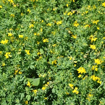 A lush field of green foliage filled with numerous small yellow flowers in a natural setting. No landmarks or historical buildings are visible.