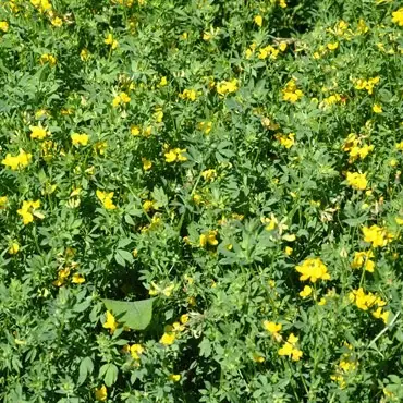 A lush field of green foliage filled with numerous small yellow flowers in a natural setting. No landmarks or historical buildings are visible.