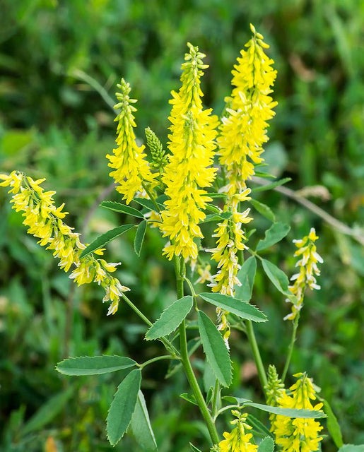 Bright yellow flowers with green leaves and stems grow amidst lush greenery, displaying vibrant colors in a natural outdoor setting.