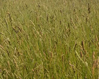A field of tall grasses sways gently in the breeze under natural light. There are no visible people, landmarks, or historical buildings.