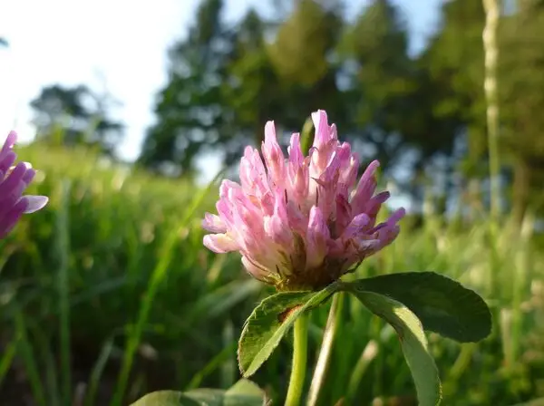 A close-up of a pink clover flower in a lush, green field with blurred trees in the background on a sunny day.