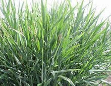 A close-up image of tall, green grass with long, thin blades and a slightly blurred background. No landmarks or historical buildings are visible.