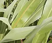 Close-up image of green corn leaves, focusing on their detailed texture and natural patterns. There are no people, landmarks, or historical buildings visible.