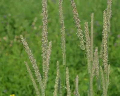 Several tall grass stalks are shown close-up, set against a lush green background, suggesting a natural, outdoor environment. No landmarks or buildings visible.