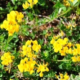 Bright yellow flowers in full bloom are surrounded by green foliage. The scene is a close-up of vibrant nature, with no people or landmarks visible.