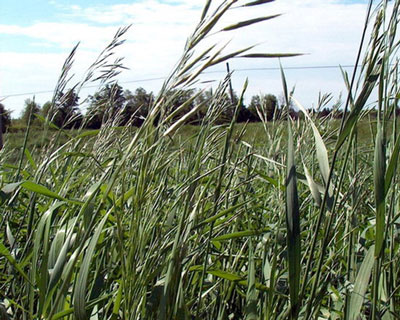 Tall grass sways in the foreground of a pastoral field with trees in the background under a partly cloudy sky. No landmarks or buildings visible.