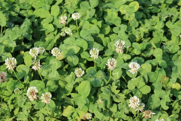 The image shows a close-up of blooming white clover flowers scattered among green leaves in a natural setting. No landmarks or buildings present.