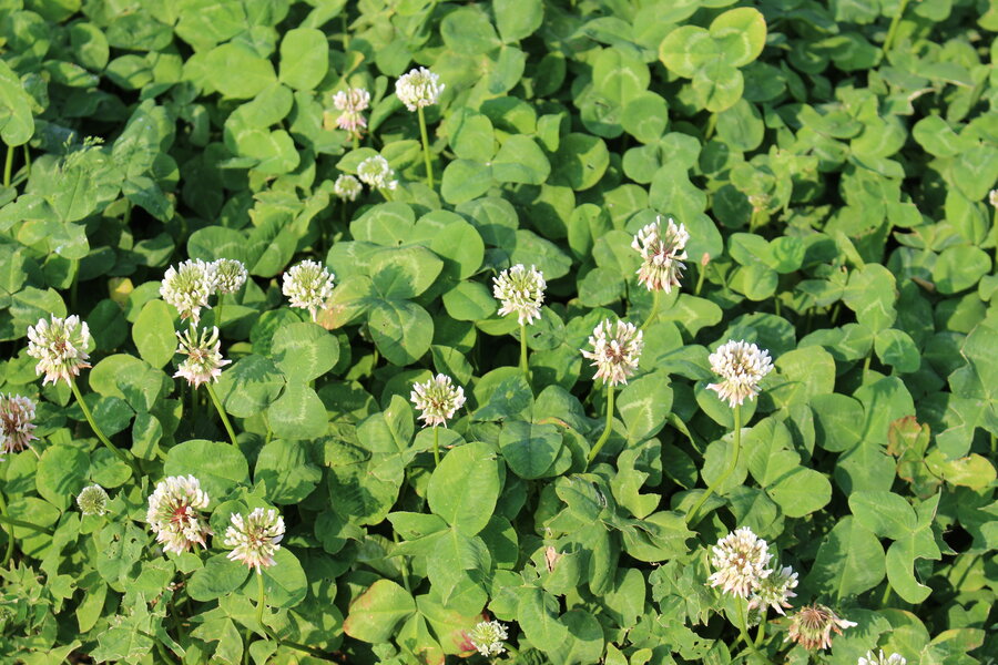 The image shows a close-up of blooming white clover flowers scattered among green leaves in a natural setting. No landmarks or buildings present.