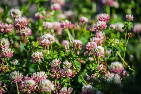 A vibrant field of pink and white clover flowers with lush green leaves and a bee gathering nectar in the sunlight.