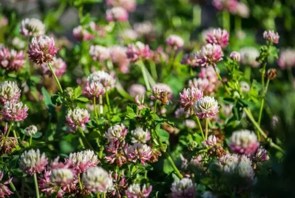 A vibrant field of pink and white clover flowers with lush green leaves and a bee gathering nectar in the sunlight.