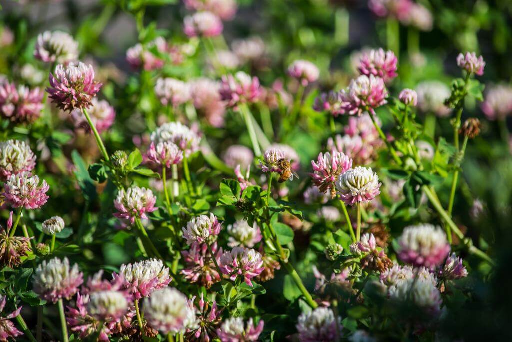 A vibrant field of pink and white clover flowers with lush green leaves and a bee gathering nectar in the sunlight.