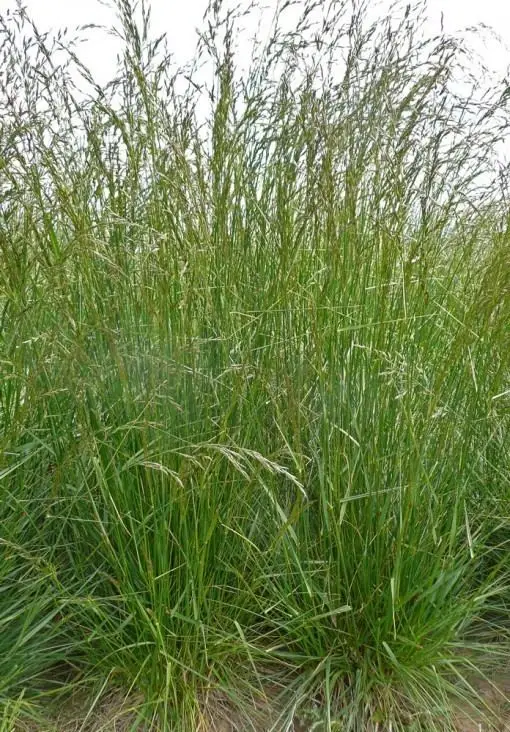 A dense thicket of tall, green grass is clustered together outdoors, forming a lush, natural setting with no visible landmarks or buildings in sight.