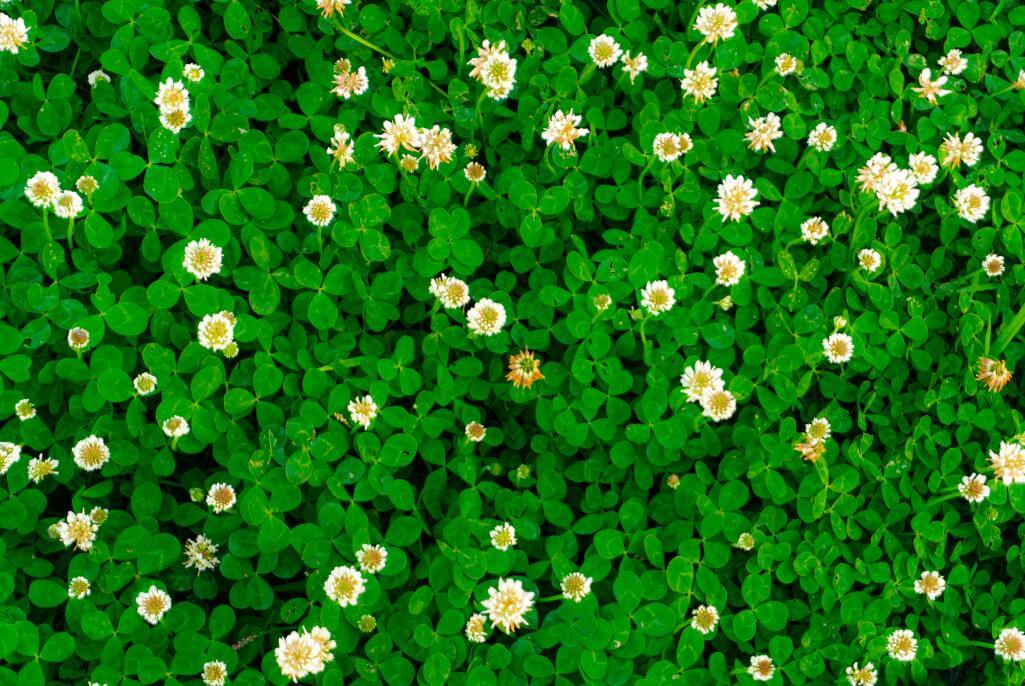 A close-up image of lush green clover plants with small white flowers scattered throughout, creating a vibrant and natural garden scene.