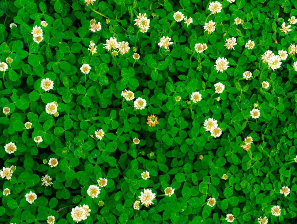 A dense cluster of green clover leaves with numerous small, white clover flowers scattered throughout, creating a lush and vibrant ground cover.