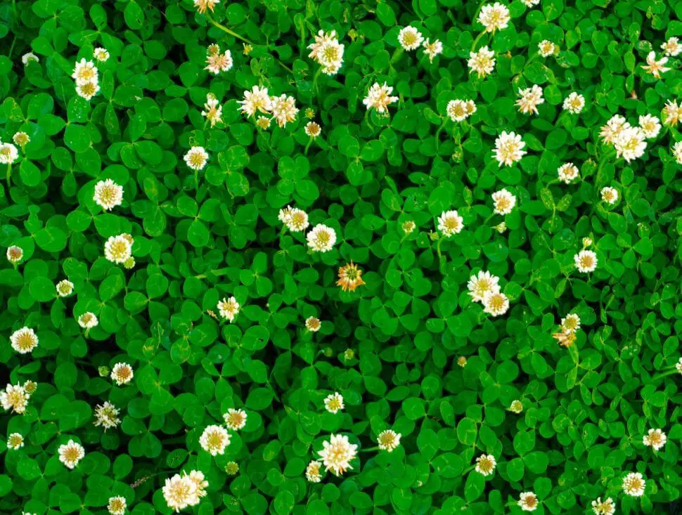 A dense cluster of green clover leaves with numerous small, white clover flowers scattered throughout, creating a lush and vibrant ground cover.