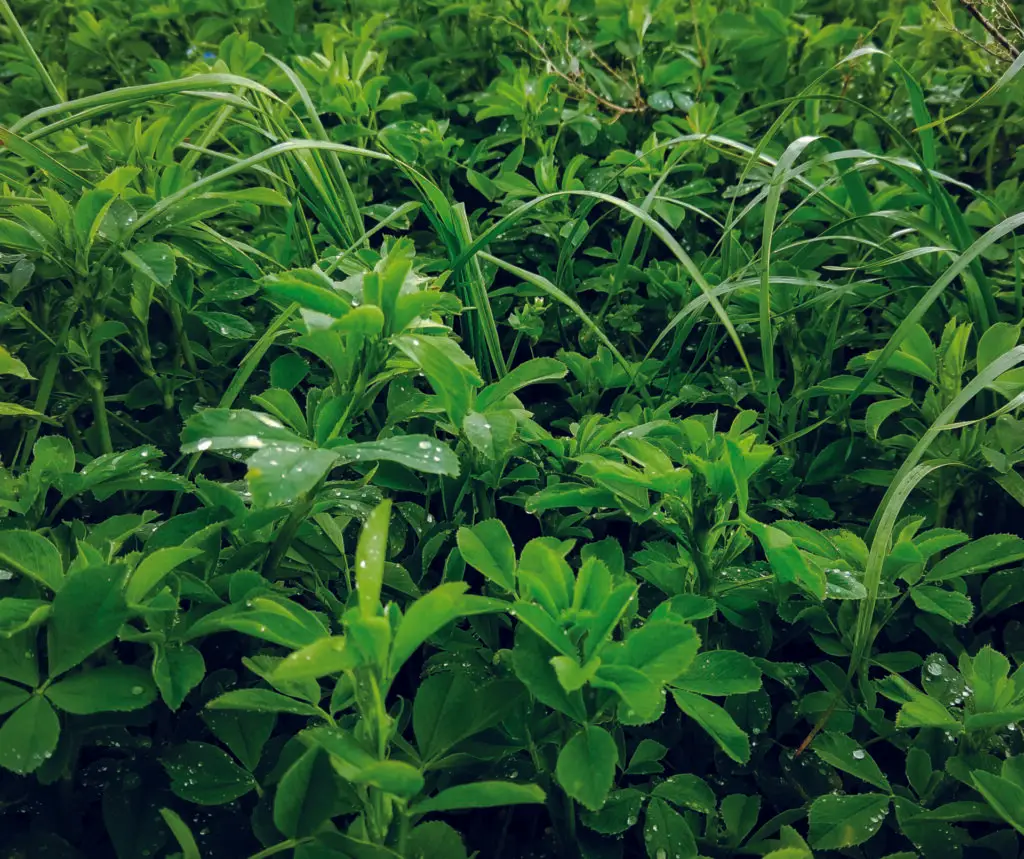 A close-up view of lush, green foliage with dew drops on the leaves, showcasing the vibrant, healthy plant life.