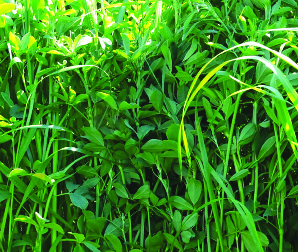 The image shows dense, green foliage with tall grass and leafy plants in abundant sunlight, creating a lush, natural scene.