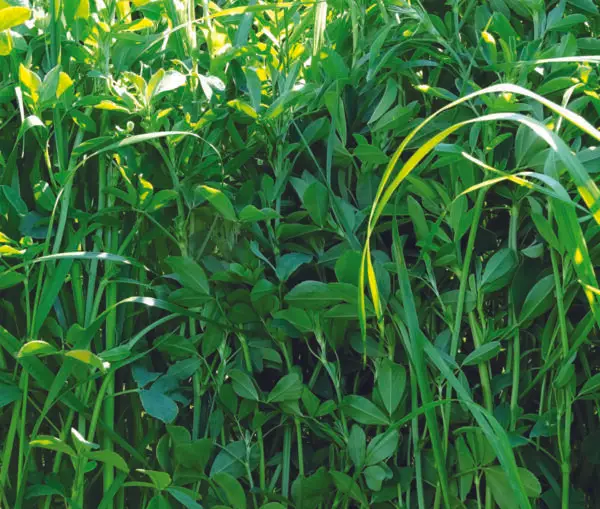 The image shows dense, green foliage with tall grass and leafy plants in abundant sunlight, creating a lush, natural scene.