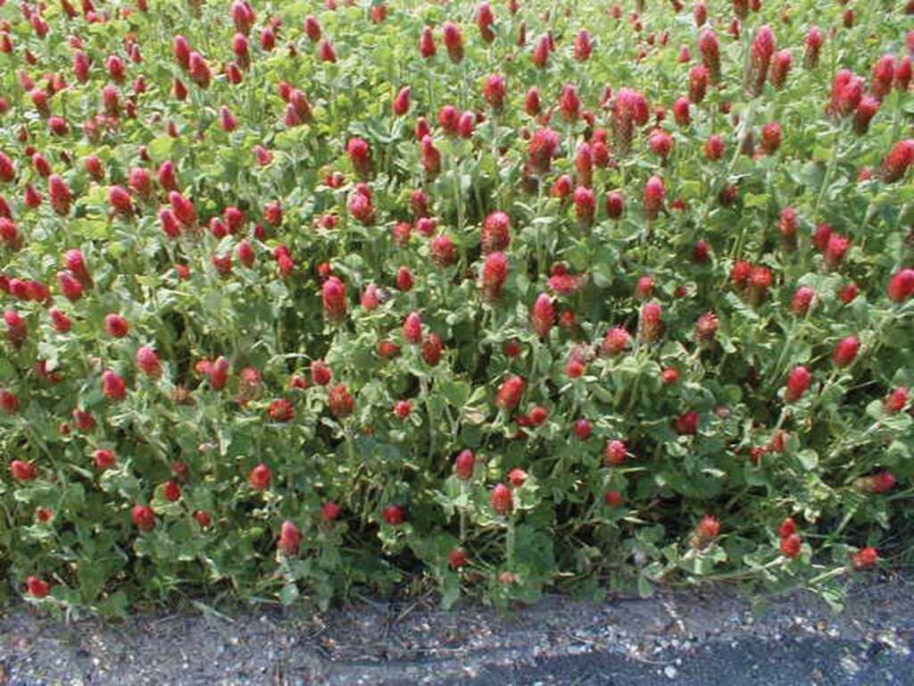 A vivid patch of crimson clover in bloom, bright red flowers stand out against green leaves, bordered by a patch of gravel.