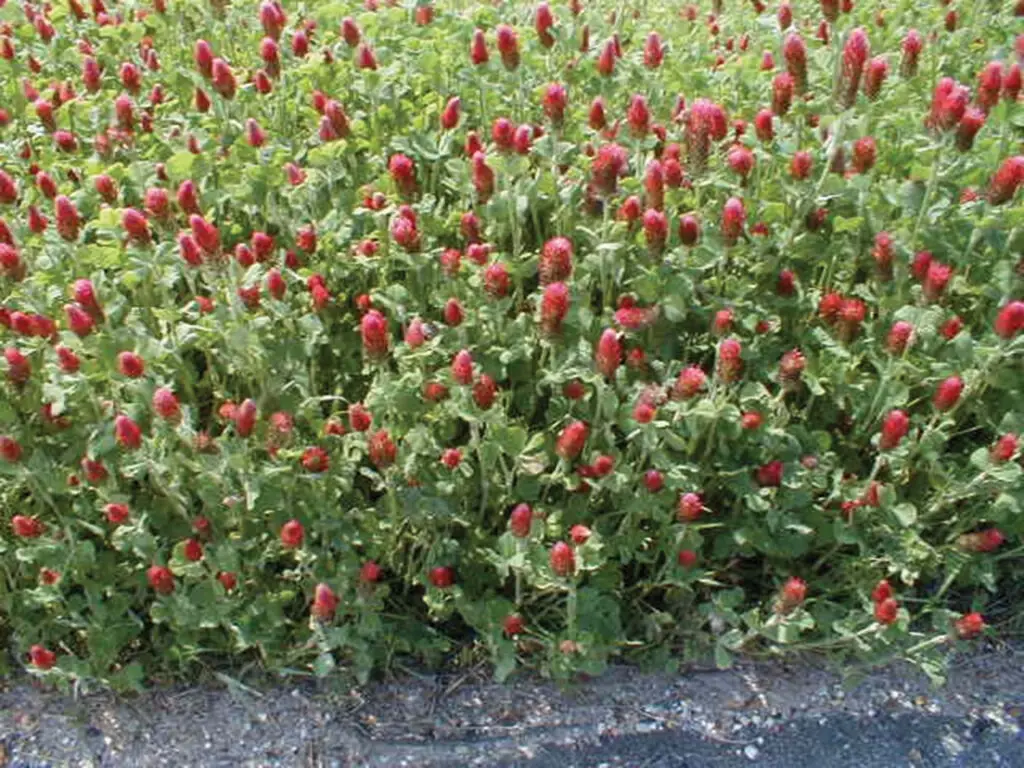 A vivid patch of crimson clover in bloom, bright red flowers stand out against green leaves, bordered by a patch of gravel.