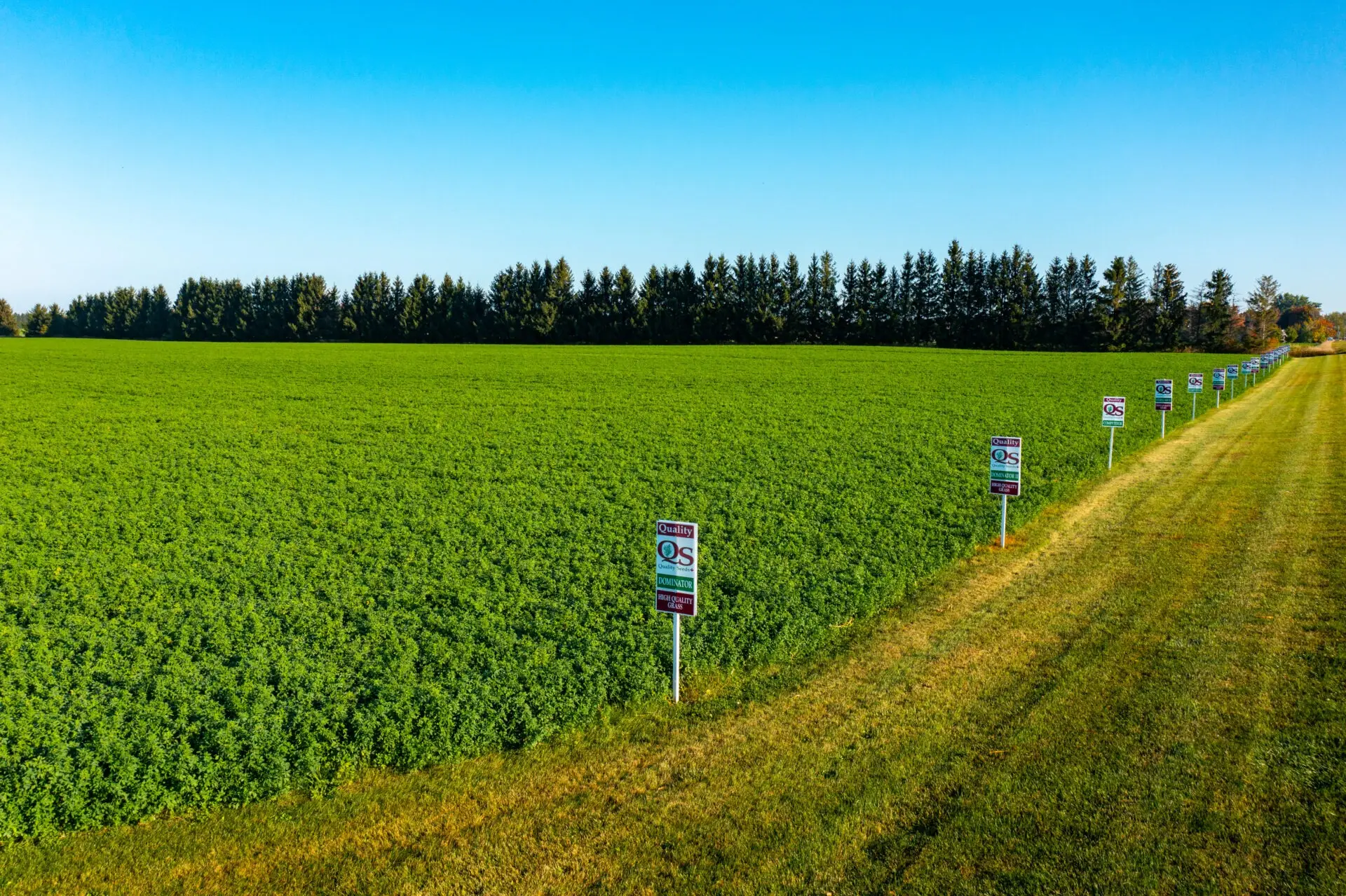 A vast green field with numerous signs lines a pathway; tall trees form a dense forest in the background under a clear blue sky.