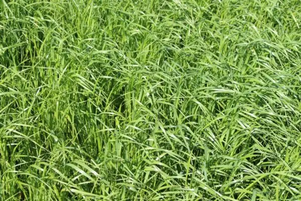 Close-up of a field with dense, lush green grass blades, showcasing vibrant natural growth. No recognizable landmarks or buildings are visible.