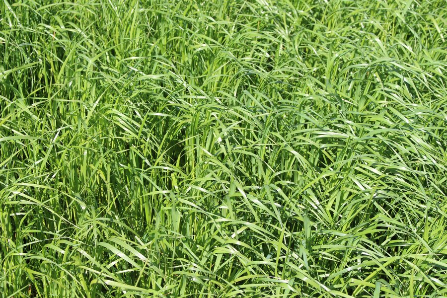 Close-up of a field with dense, lush green grass blades, showcasing vibrant natural growth. No recognizable landmarks or buildings are visible.