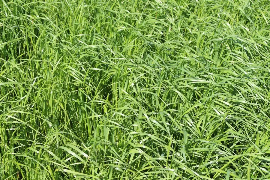Close-up of a field with dense, lush green grass blades, showcasing vibrant natural growth. No recognizable landmarks or buildings are visible.