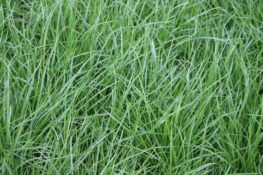 Close-up of lush, green grass with thin, elongated blades. The scene is natural and simple, focusing entirely on the vibrant vegetation. No landmarks or historical buildings.