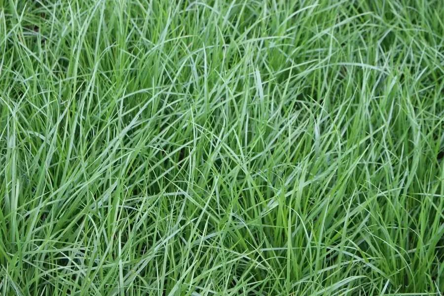 Close-up of lush, green grass with thin, elongated blades. The scene is natural and simple, focusing entirely on the vibrant vegetation. No landmarks or historical buildings.