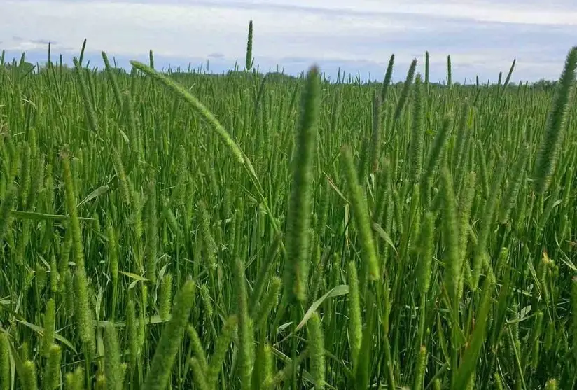 A vast, green field is seen under a cloudy sky. The image is a close-up view of lush, tall grass extending into the horizon.
