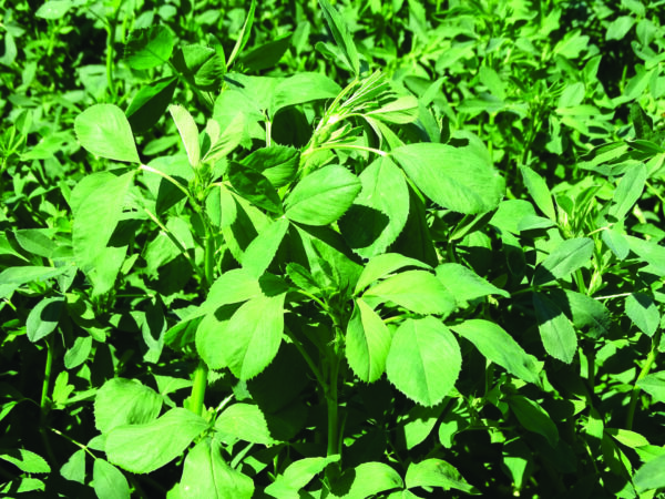 Close-up view of lush, green alfalfa plants with numerous leaves, illuminated by sunlight. No people, landmarks, or historical buildings are visible.