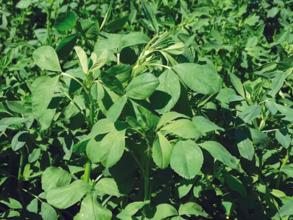 Close-up view of lush, green alfalfa plants with numerous leaves, illuminated by sunlight. No people, landmarks, or historical buildings are visible.