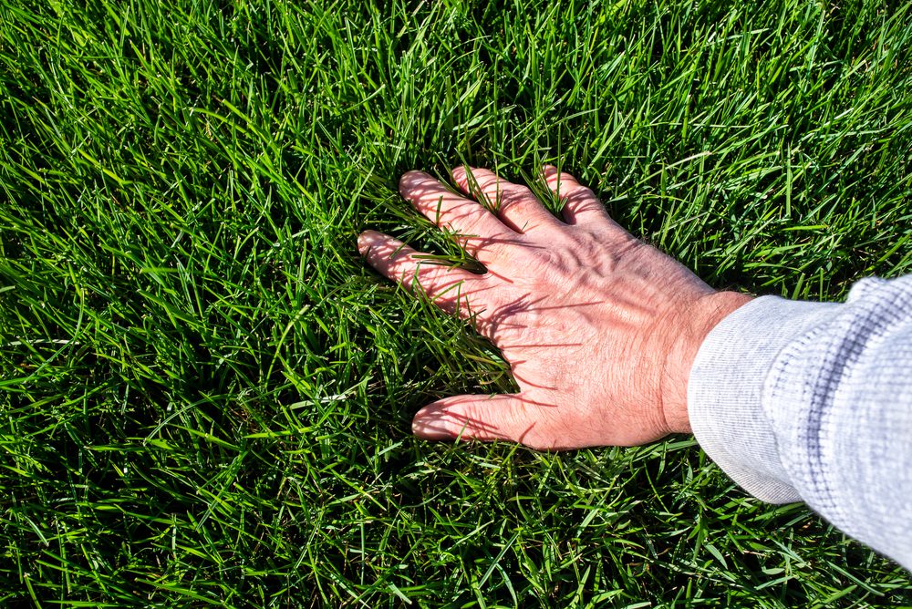 A person's hand touches a bed of vibrant green grass, casting a clear shadow under bright sunlight. The hand is wearing a light-colored sleeve.