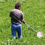 Figure 5 – Scouting for PLH using a sweep net.