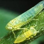 Figure 1 – Potato leafhopper adults are pale green, wedge-shaped, winged insects. Immature nymphs are smaller and wingless. (Photo credit – OMAFRA)